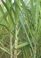 Sugarcane-Biofuel-Bioethanol