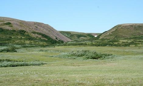 Global warming turns tundra to forest