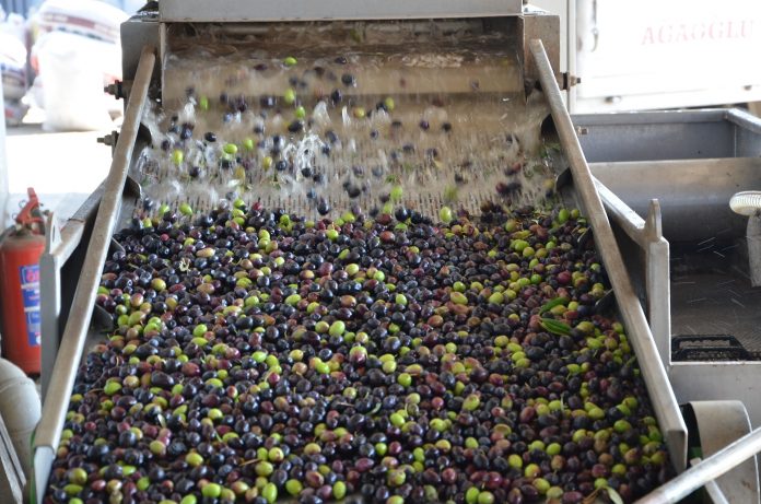 Biodisel made from olive and water