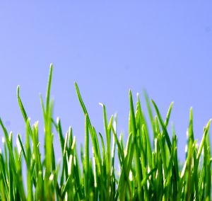biomass Denmark can triple its biomass production and improve the environment