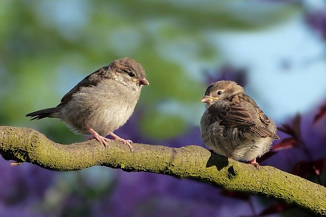 Europe's Birds-global-warming-climate-change