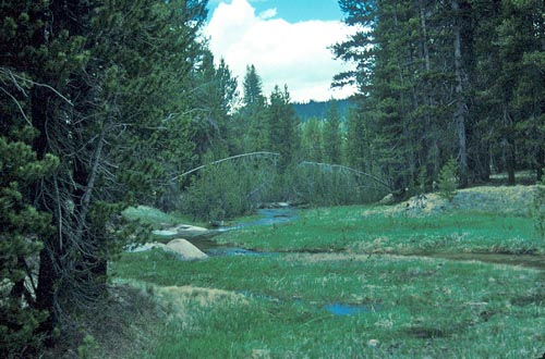 Russian Boreal Forests Could Increase Global Warming