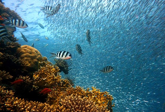 Climate-change_bio-diversity Climate change affects biodiversity