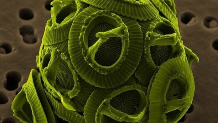 DOE Algal Biofuels Research