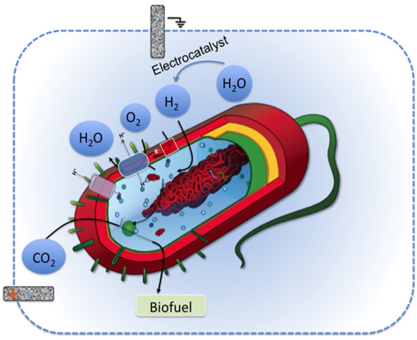 From soil microbe to super-efficient electrofuel factory