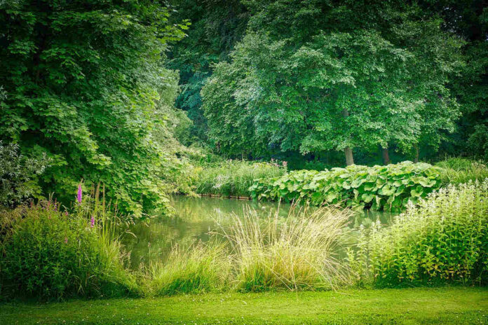 forest reforestration for future Forests Fight Water Shortages