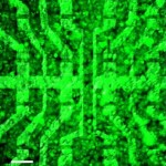 Graphene-cell-layer-bioelectronic-applications