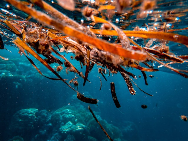 PetroAlgae