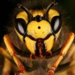 Hornet-solar-power-expert