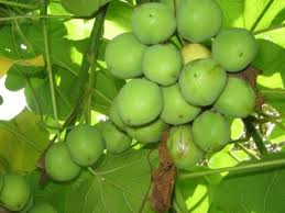 jatropha curcas biofuels