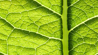 Turn leaves into solar panels