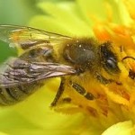 mobile-phones-bee-impact