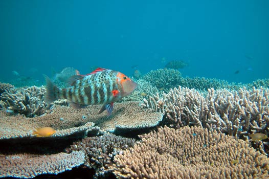 Oceans acidifying faster today than in past 300 million years