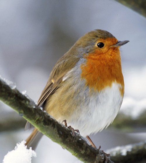 quantum physics - robin
