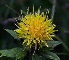 biodiesel, biofuel