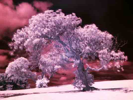 street trees - gold nanoparticles