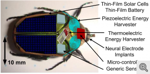 Converting the kinetic energy from wing movements of the insect into electricity